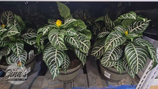 APHELANDRA ZEBRA PLANT 1.15G