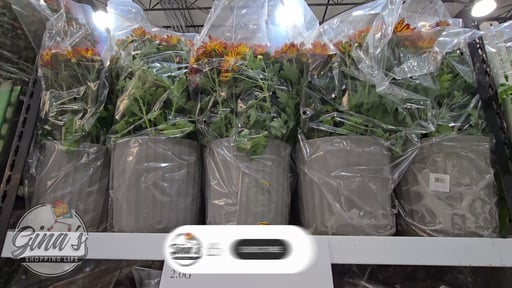Fall Mum, 10-Inch (2.0 Gallon)