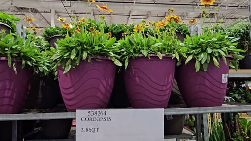 Coreopsis 3.86 Qt (#538264) - $19.99