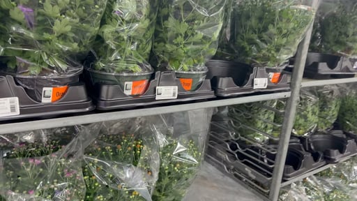 Mums 8" Multi Pack (4 Pack)