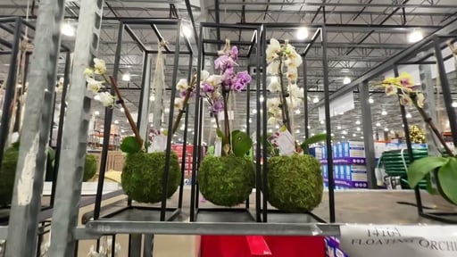 Belita Orchid Floating Kokedama