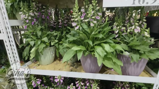 Foxglove Digitalis Lucas