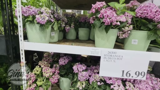 Hydrangea in Deco Pot