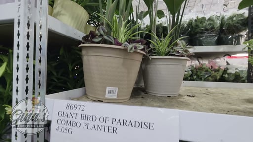 Giant Bird of Paradise Combo Planter 4.05 Gallon