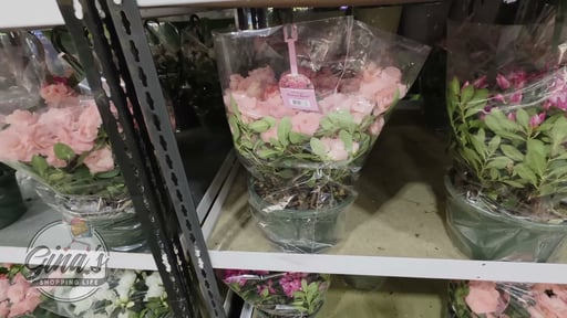 Azalea Hanging Basket