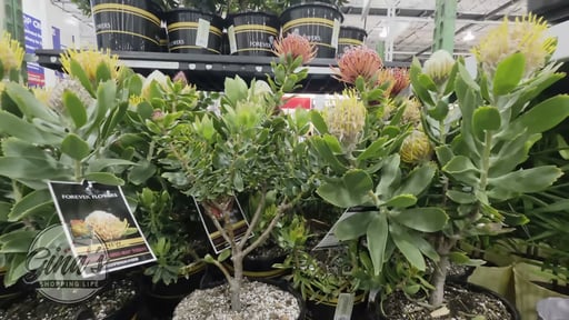 Protea Assorted Forever Flower