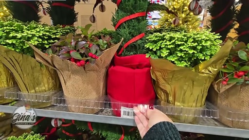 Holiday Plant Assorted Giftable 3-Pack 1.89L