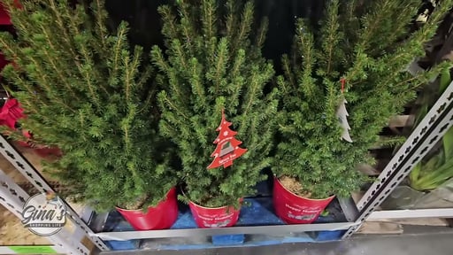 Glittered Spruce Tree, 2.1 Gallon