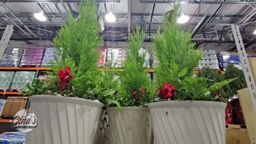 Holiday Garden in Decorative Pot 5.8 Gallon/22 Liter