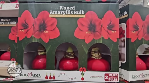 Waxed Amaryllis 3pk Red Bulbs