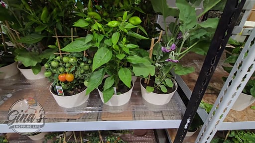 Vegetable Trellis 3-Pack Assorted Varieties, 1.4 Qt
