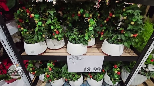Ivy Topiary
