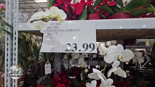 Orchid Poinsettia Garden