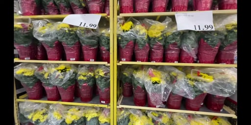 Yellow Mum Chrysanthemum 1.7 Gallon