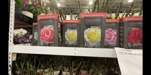 Bareroot Roses 1 Gallon 2 Pack
