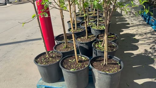 #7 Assorted Fruit Tree