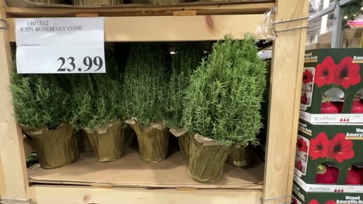 8.5" Rosemary Cone