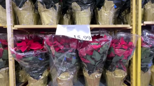 10" Poinsettia 1.81 Gal/6.85L