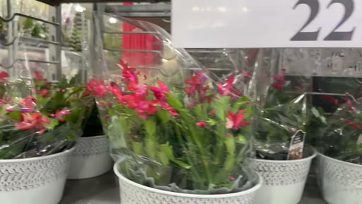 Holiday Winter Garden 10" Zygo Cactus