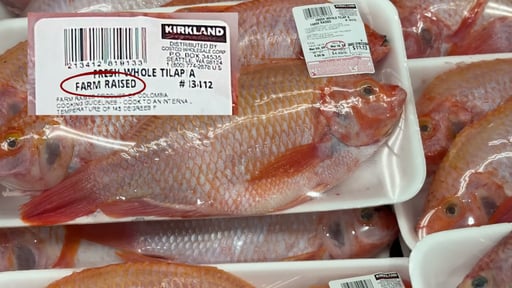Fresh Whole Tilapia Farm Raised Per LB