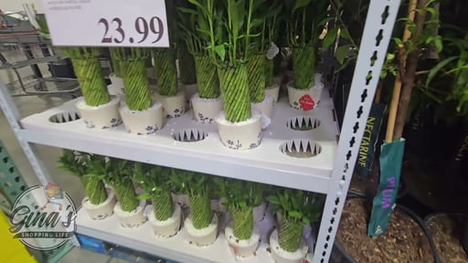 Lucky Bamboo in Ceramic Planter, 6.5" / 64oz