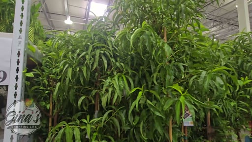 Fruit Tree Assorted Varieties 26.5L