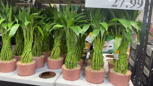Lucky Bamboo in Ceramic Pot 1.8QT/1.7L