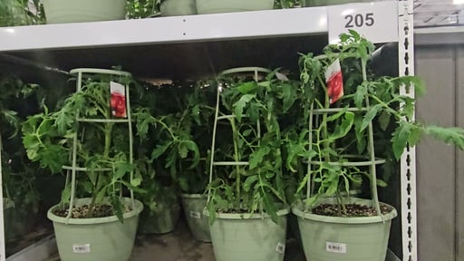 Tomato Cage 2G/7.5L