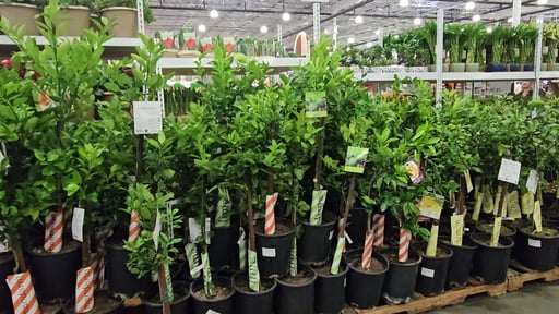 Citrus Tree Assorted Varieties 3.2 Gallon / 12.1 Liter