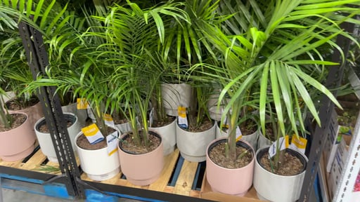 10" Majesty Palm, 2.3 Gallon / 8.5L