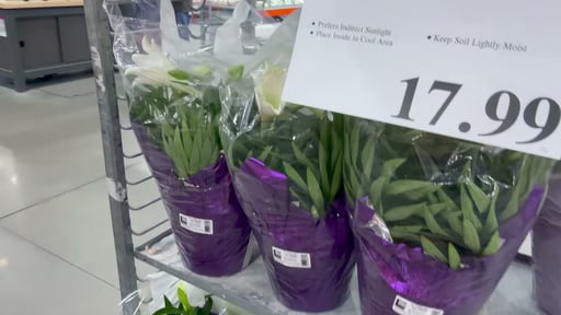 10 inch Easter Lily