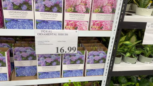 Lilac & Hydrangea Bareroot Shrubs 2-Pack
