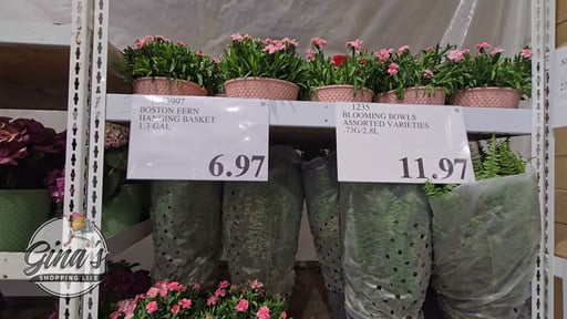 Blooming Bowls Assorted Varieties
