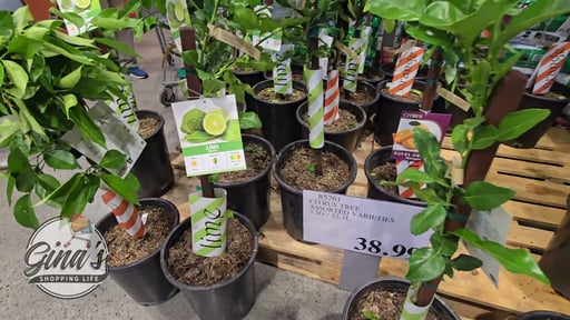Citrus Tree Assorted Varieties