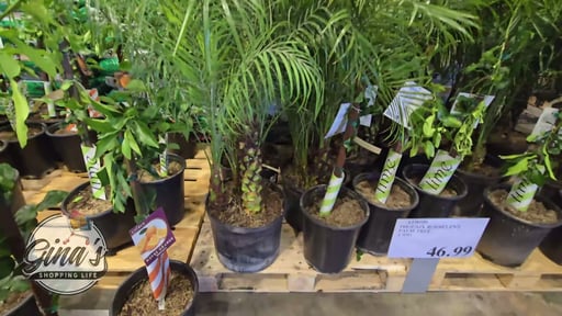 Phoenix Roebelenii Palm Tree