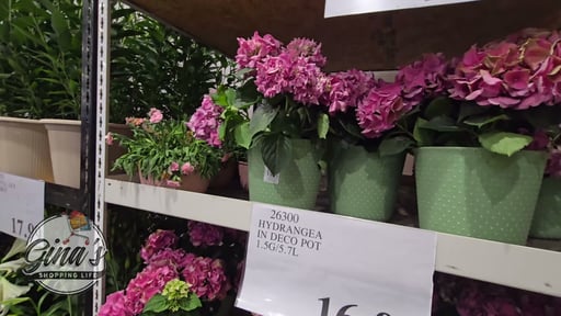 Hydrangea in Deco Pot
