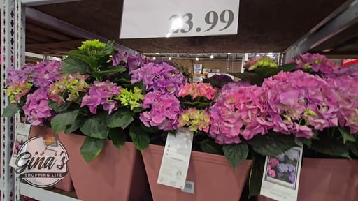Hydrangea 4.3 Gallon / 16.3L