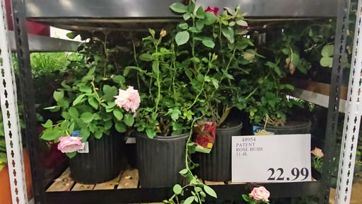 Patent Rose Bush #1 Grade 2.2 Gallon / 8.5 Liter