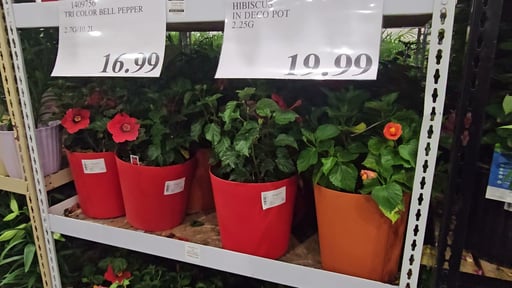 Hibiscus in Deco Pot 3.38 Gal
