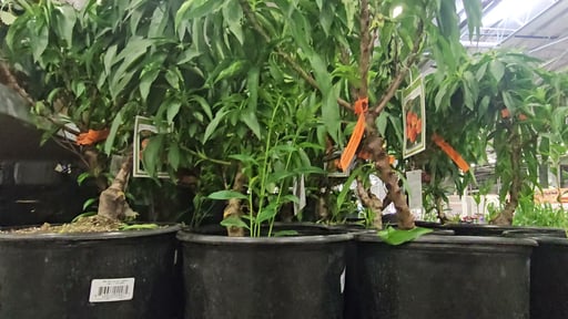 Bonanza Miniature Peach Tree 3G / 11.4L