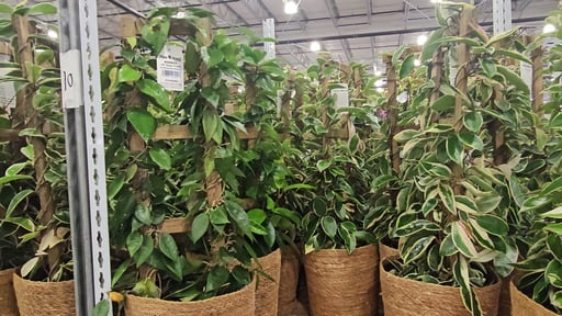 Hoya Trellis in Seagrass Basket