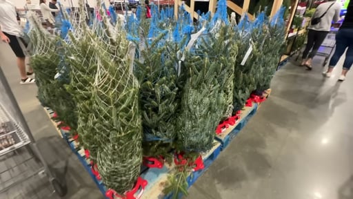 Fraser Fir Table Top Tree
