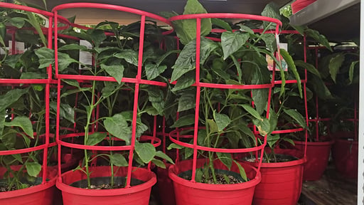 Tri-Color Bell Pepper Plant