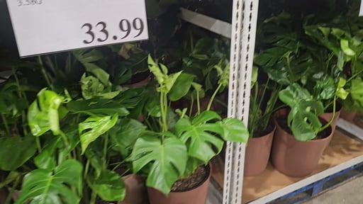 Assorted Tropicals in Deco Pot