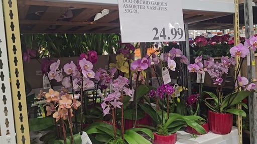 Duo Orchid Garden Assorted Varieties