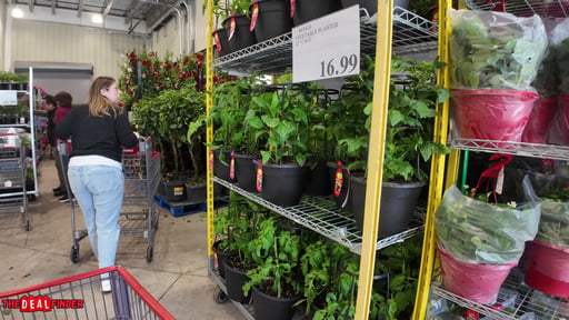 13" Vegetable Planter Assorted Varieties