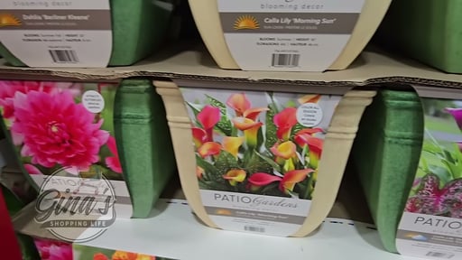 Pre-Planted Flower Bulbs in Planter 12L
