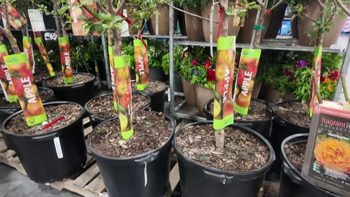 15-Gallon Fruit Tree
