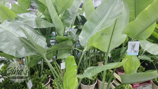 Giant Bird of Paradise Combo Planter