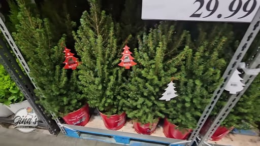 Glittered Spruce Tree, 2.1 Gallon